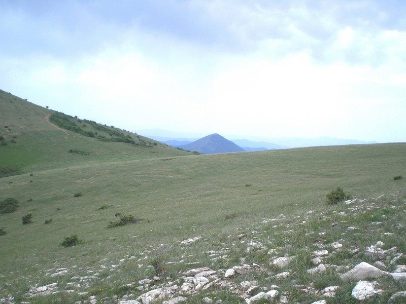 cerchi arge e trovi ...aurinia